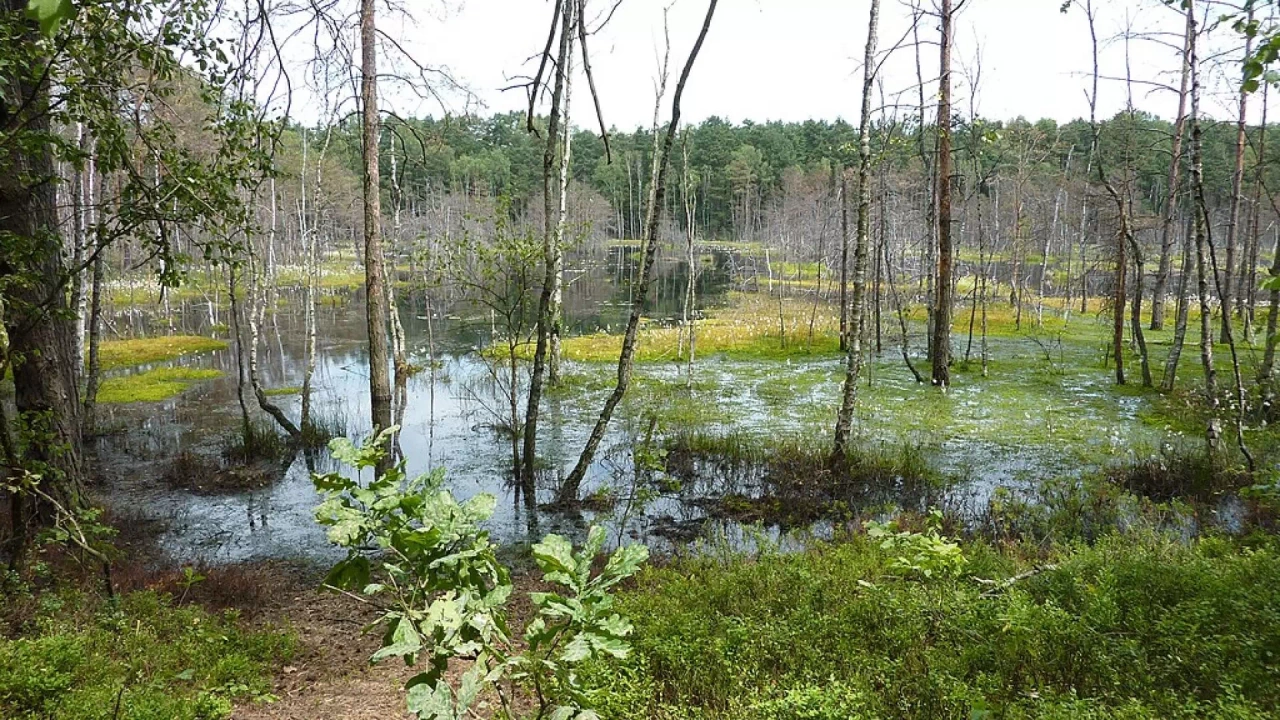 Bagno Bocianowskie w Polsce &ndash; Widok na rozległy obszar podmokłych łąk z porastającymi je trawami i niską roślinnością, przetykany niewielkimi kępami drzew. Naturalny krajobraz bagienny pod pochmurnym niebem.
