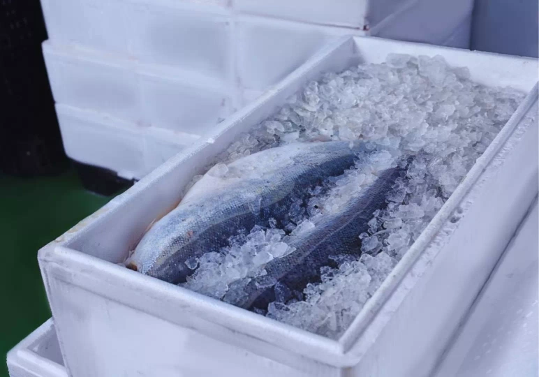 W jakiej temperaturze przewozić ryby? / fot. Canva.com-pixelshot-canva.webp