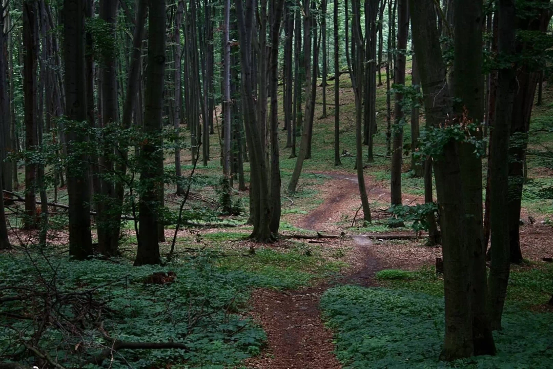 Rezerwat Przyrody Sokole G&oacute;ry